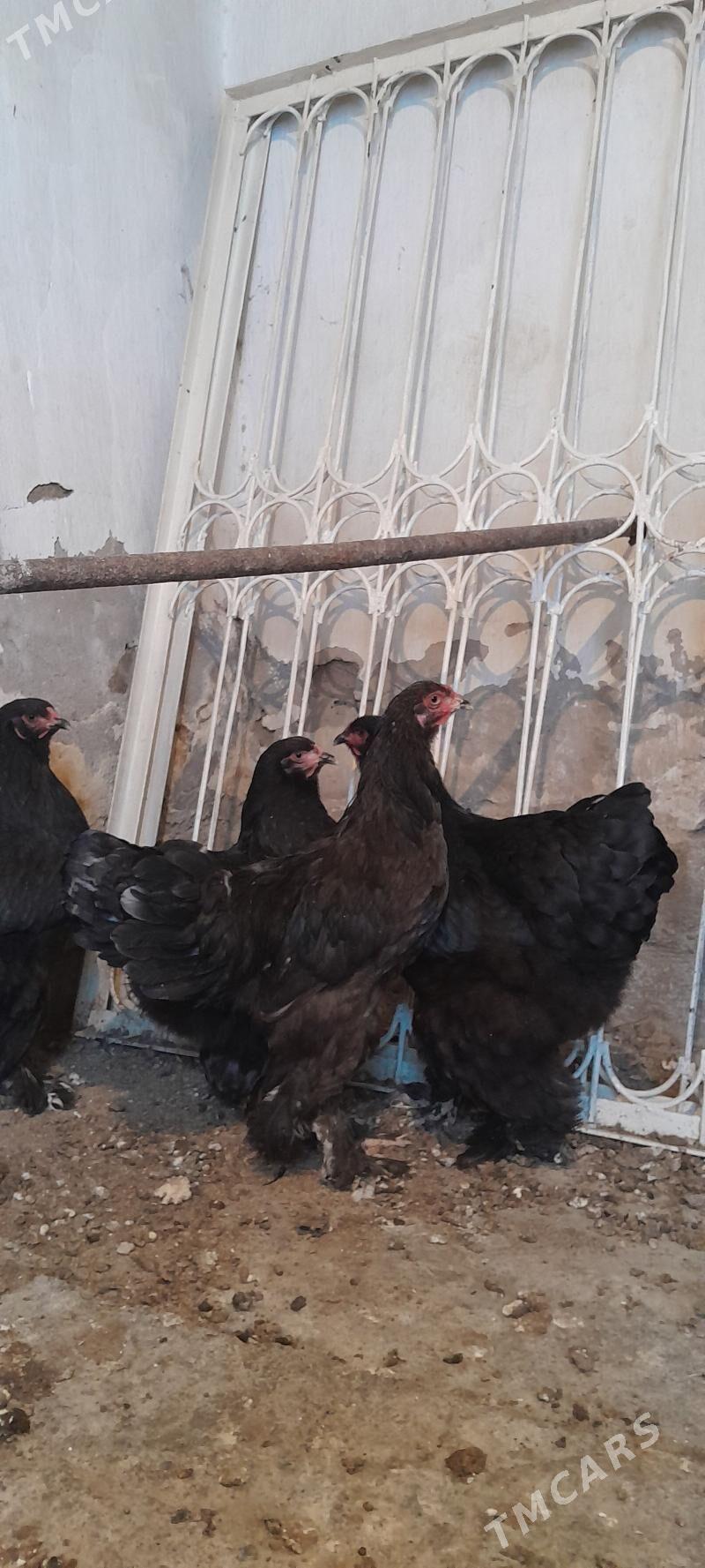 Brama - Багир - img 4