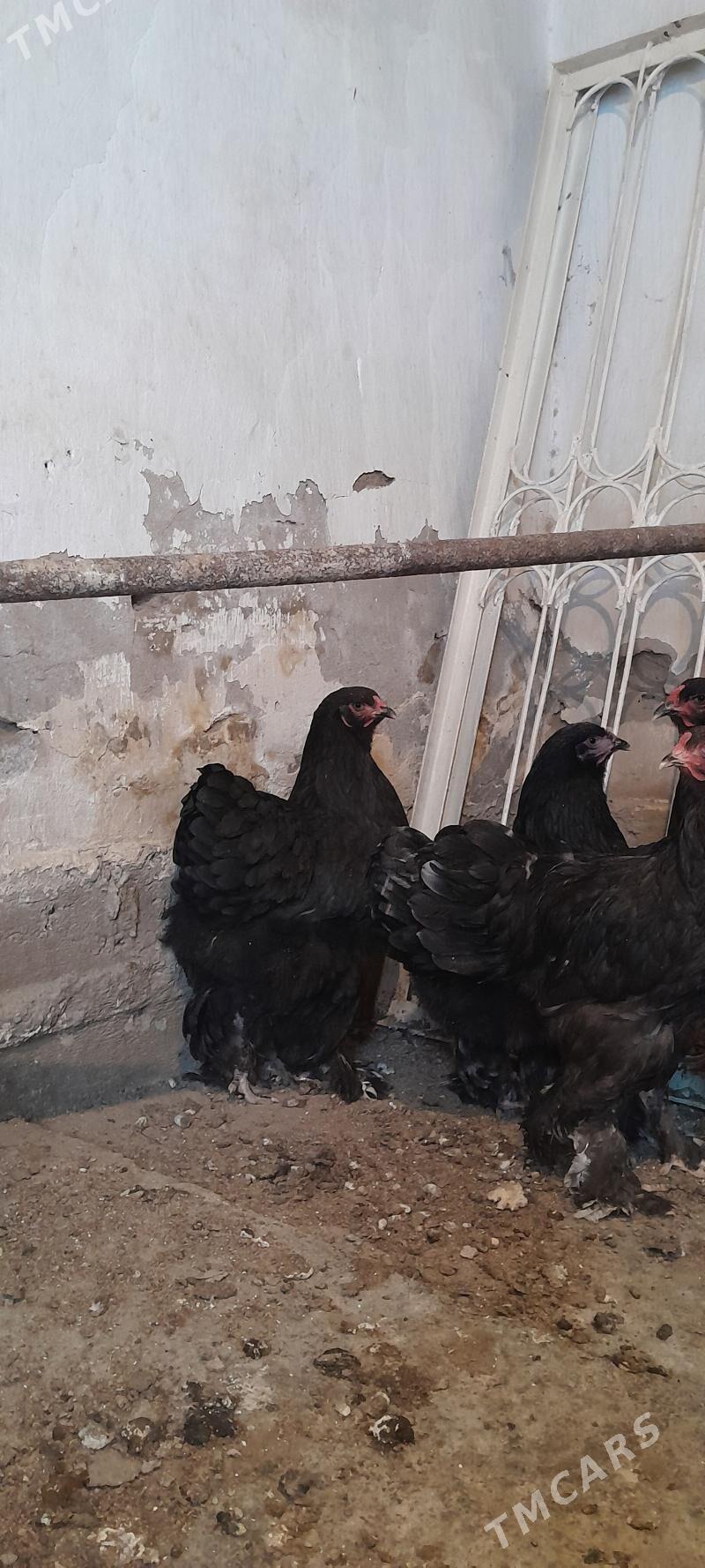 Brama - Багир - img 3