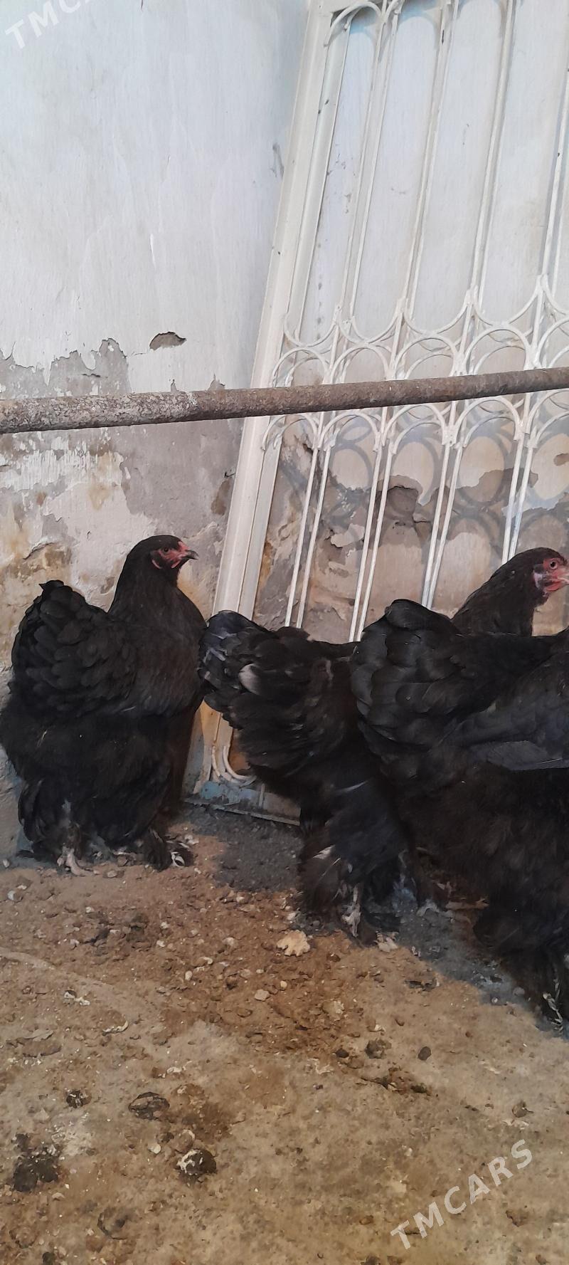 Brama - Багир - img 5