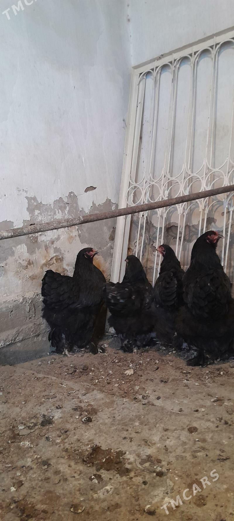 Brama - Багир - img 2