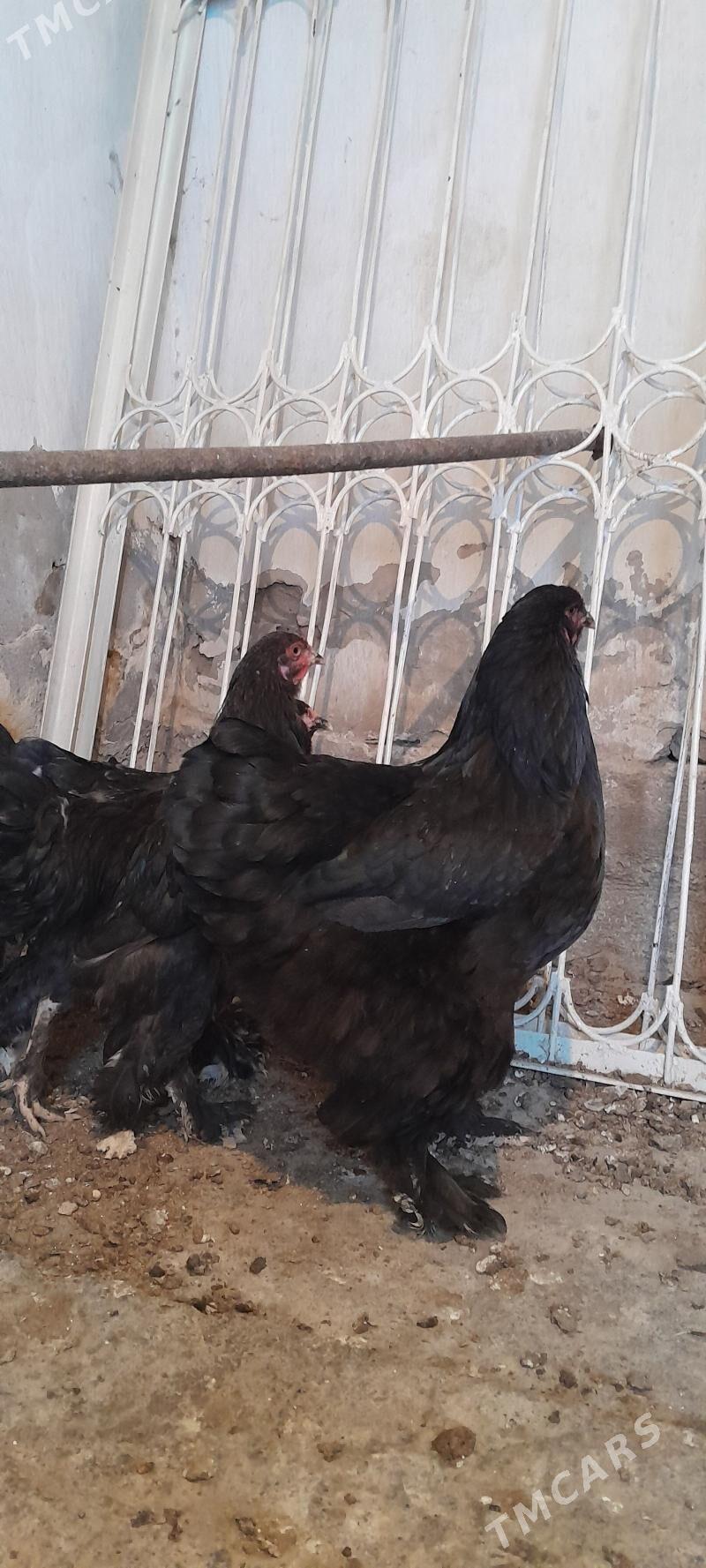 Brama - Багир - img 7