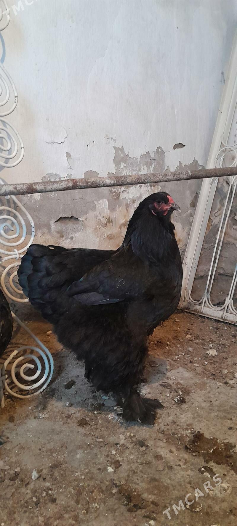 Brama - Багир - img 8