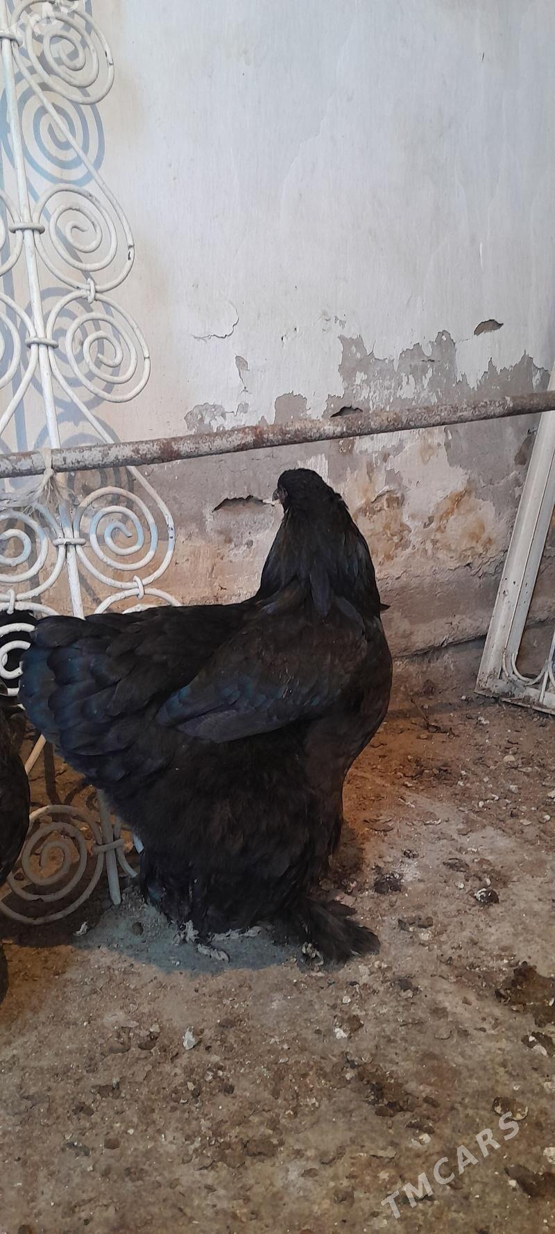 Brama - Багир - img 6