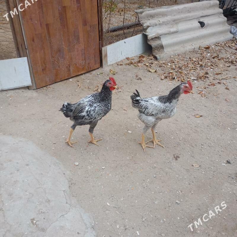 armiýan - Балканабат - img 4