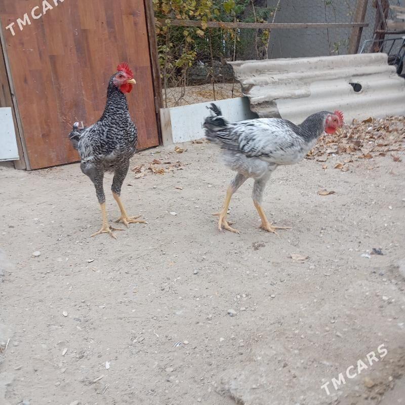 armiýan - Балканабат - img 3