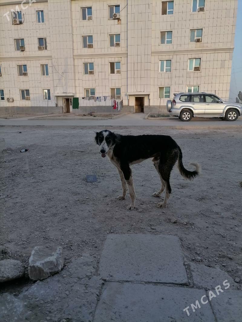 Tazy - Джебел - img 1