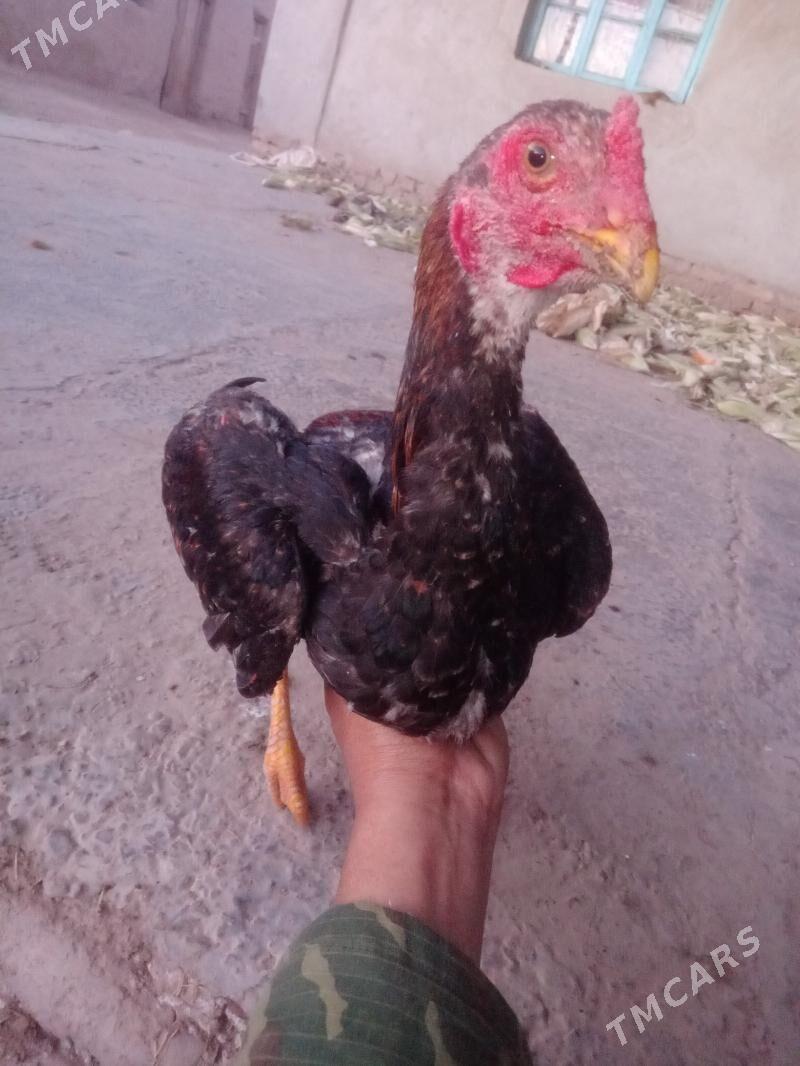 juje - Сейди - img 1