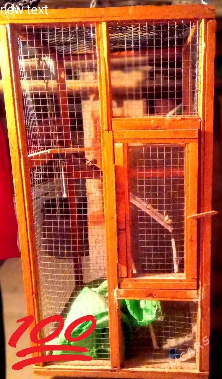 Papugay kletka - Türkmenabat - img 2