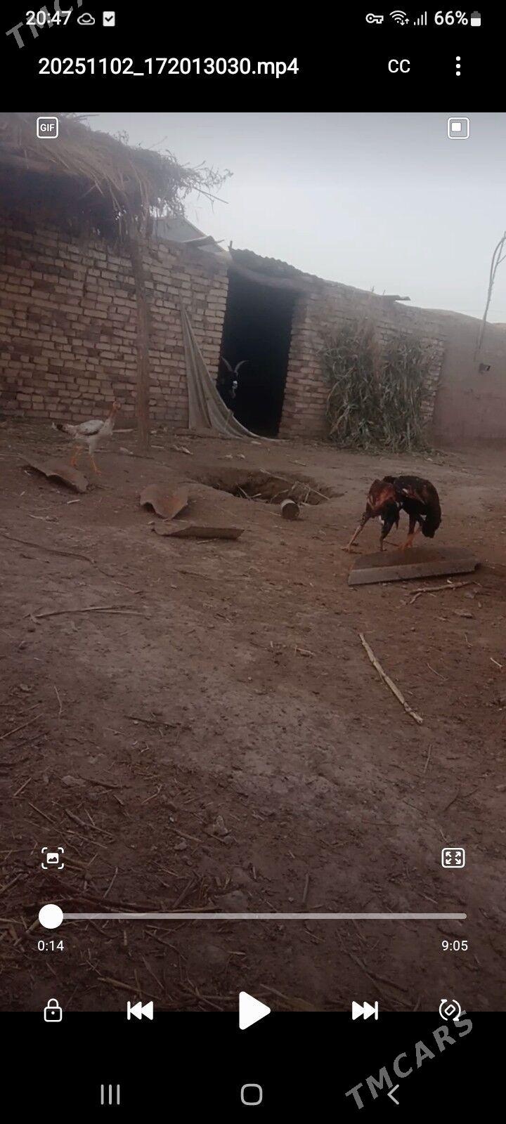 juje - Сейди - img 2