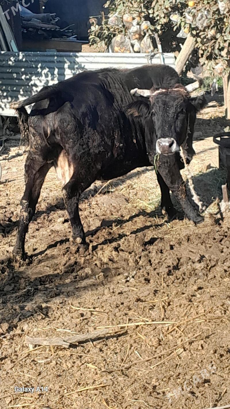 sygyr bakylan - Bäherden - img 3