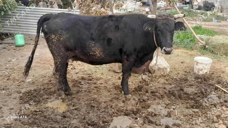 sygyr bakylan - Bäherden - img 2