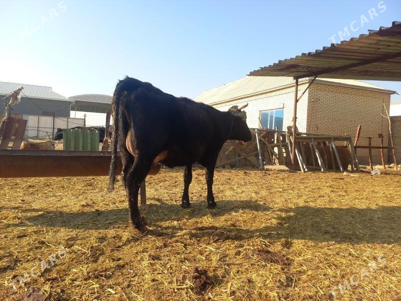 göleli. - Векильбазар - img 3