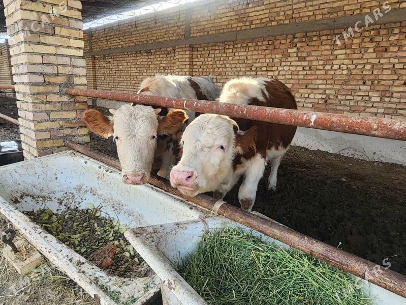 simental õküzler - Kaka - img 4