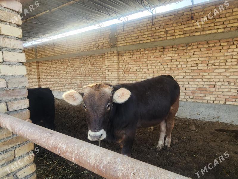 simental õküzler - Kaka - img 5