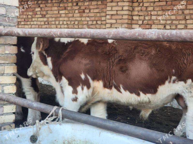 simental õküzler - Kaka - img 2