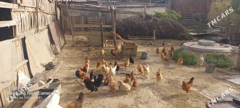 towuk - Гёкдепе - img 1