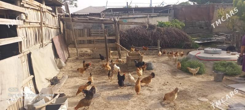 towuk - Гёкдепе - img 2