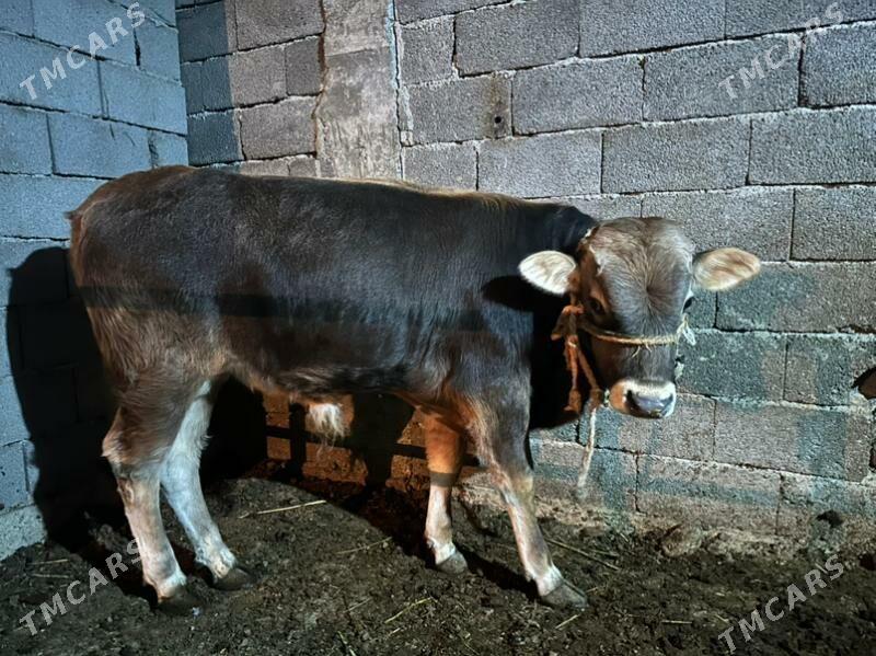 Okuz - Aşgabat - img 3