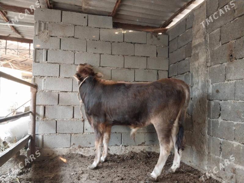 Okuz - Aşgabat - img 2