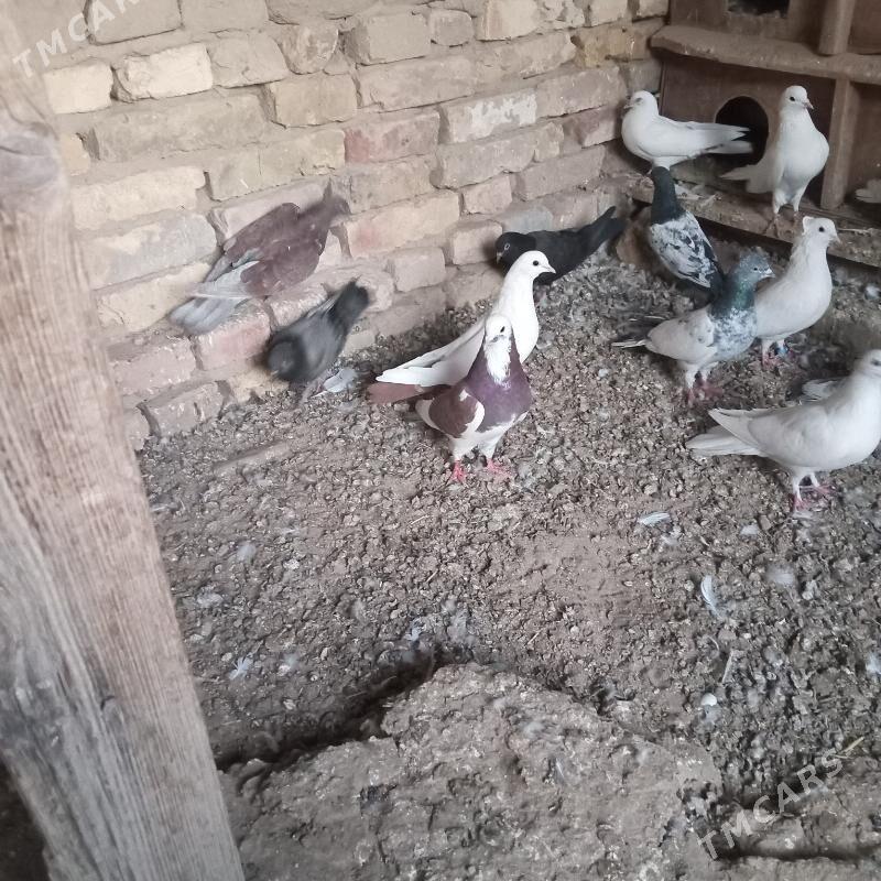 kepderi - Mary - img 6