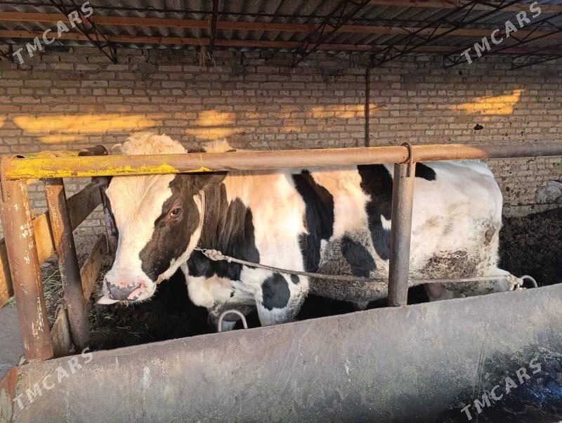 Smental,Galişteyin őkuz - Туркменабат - img 7