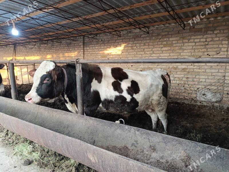 Smental,Galişteyin őkuz - Туркменабат - img 5