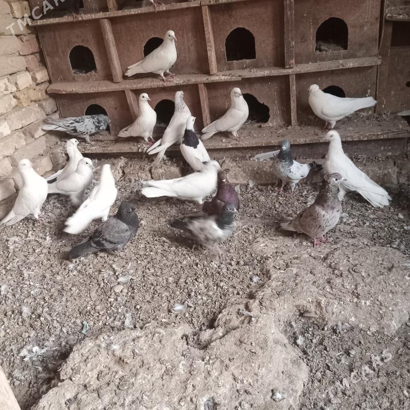 kepderi - Mary - img 4