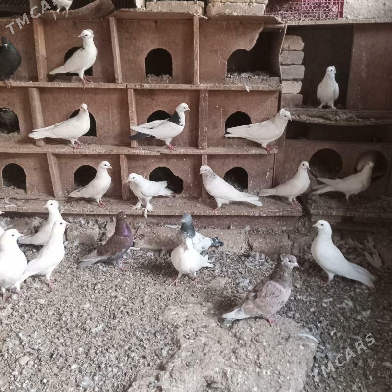 kepderi - Mary - img 5