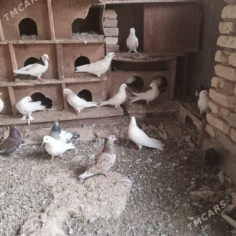 kepderi - Mary - img 2