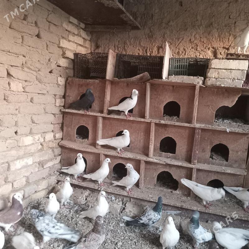 kepderi - Mary - img 3