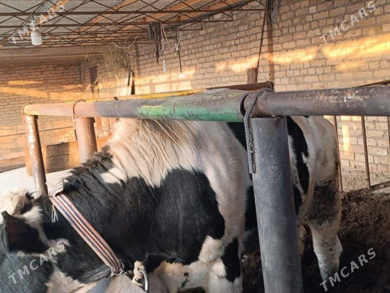 Smental,Galişteyin őkuz - Туркменабат - img 6