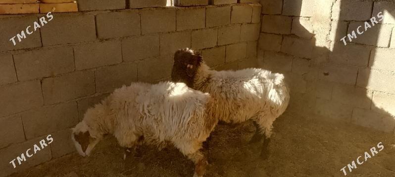 Işşek - Gökdepe - img 2