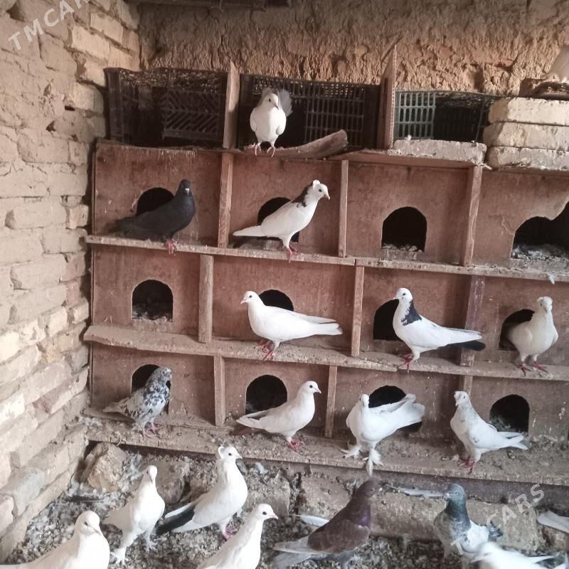 kepderi - Mary - img 8