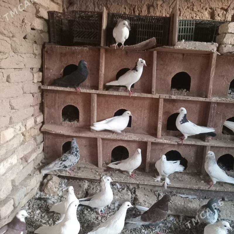 kepderi - Mary - img 7