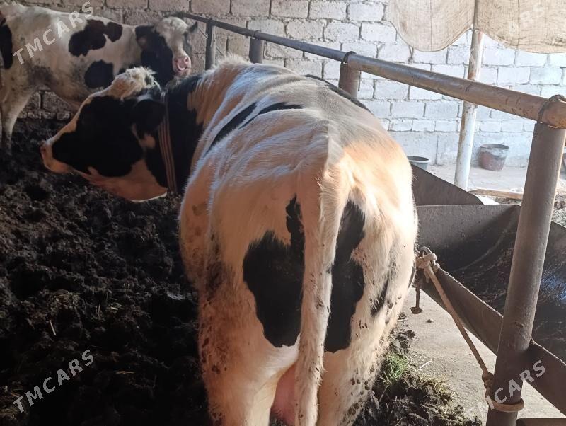 Smental,Galişteyin őkuz - Туркменабат - img 3