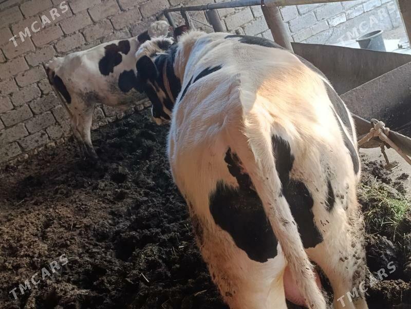 Smental,Galişteyin őkuz - Туркменабат - img 2