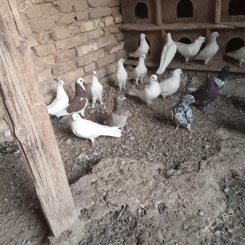 kepderi - Mary - img 9