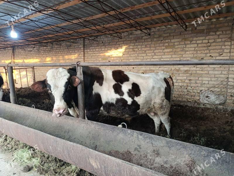 Smental,Galişteyin őkuz - Туркменабат - img 4