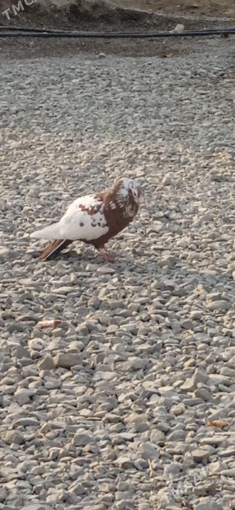 kepderi - Bäherden - img 2