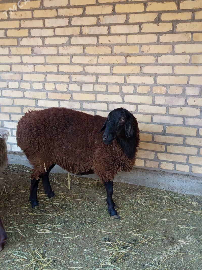 Goç goýun - Чарджоу - img 2