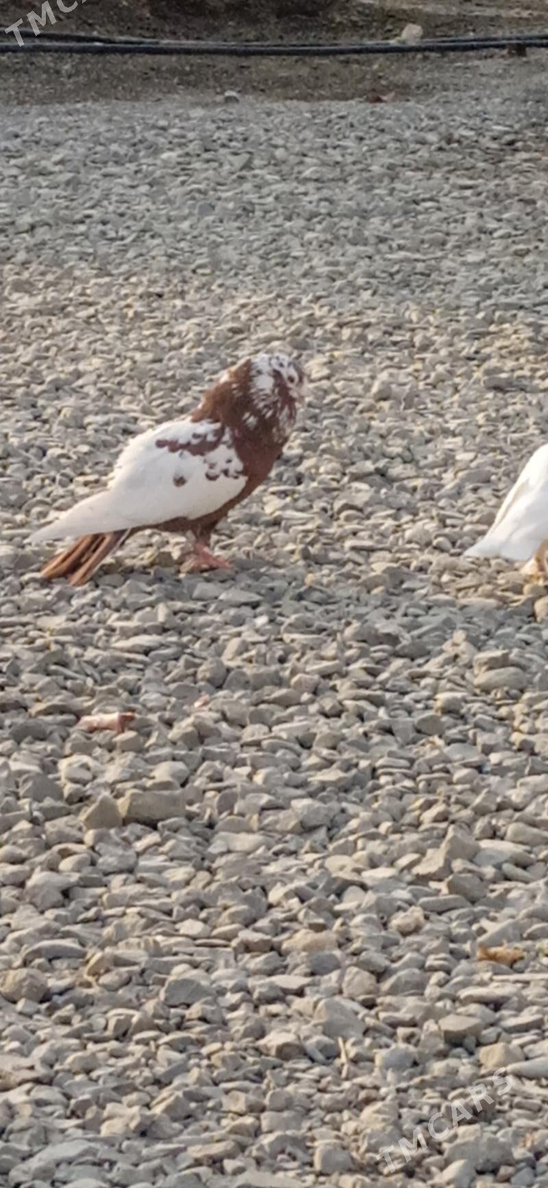 kepderi - Bäherden - img 3