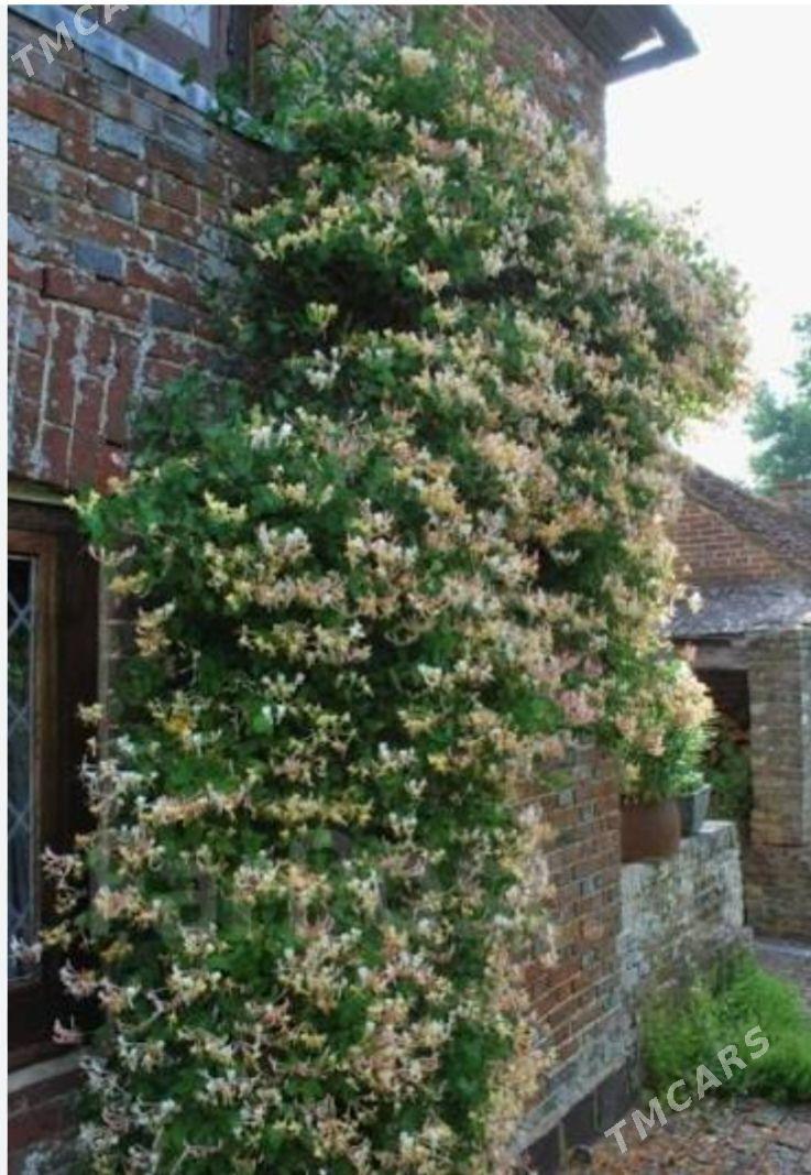 Pletisty Rozy - Balkanabat - img 4