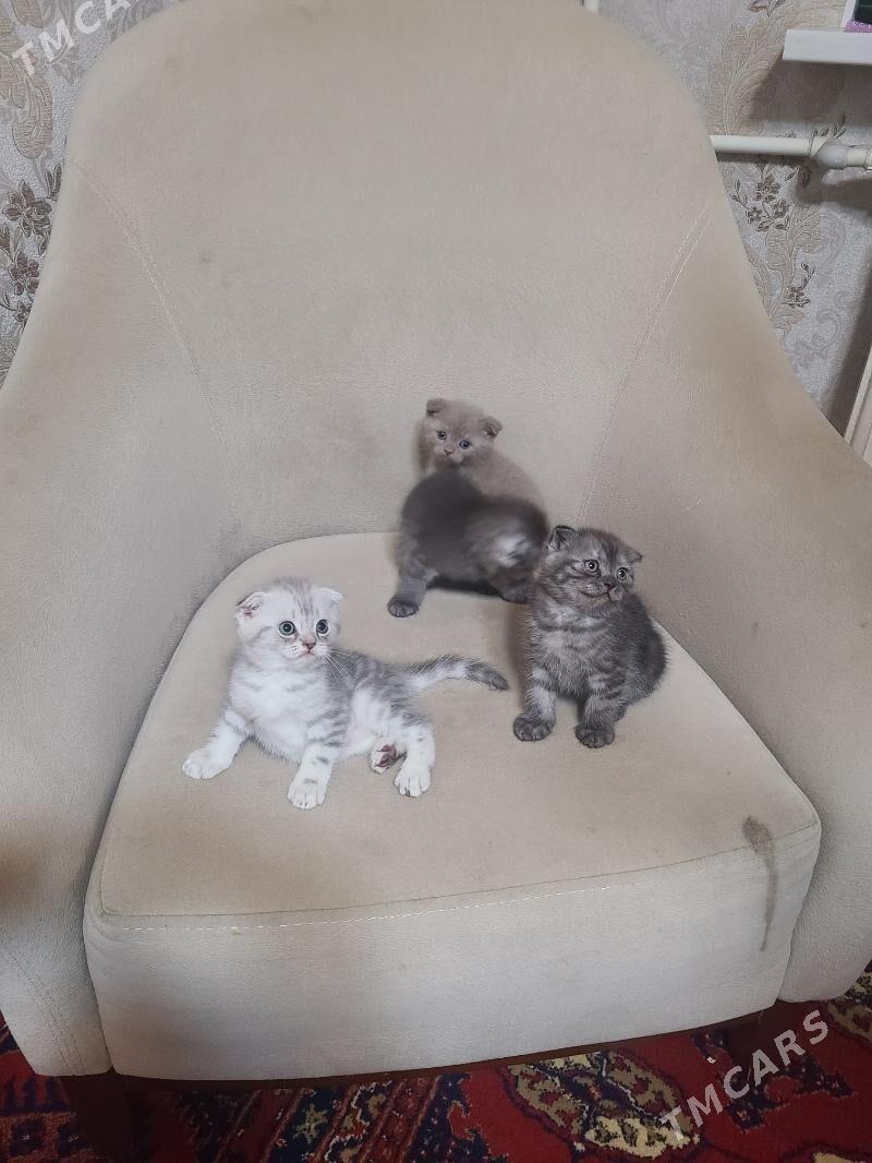 Шотландские котята - Дашогуз - img 3