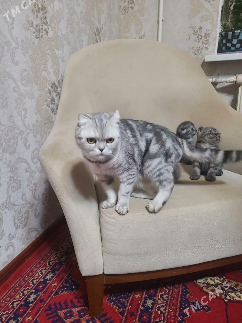Шотландские котята - Дашогуз - img 2