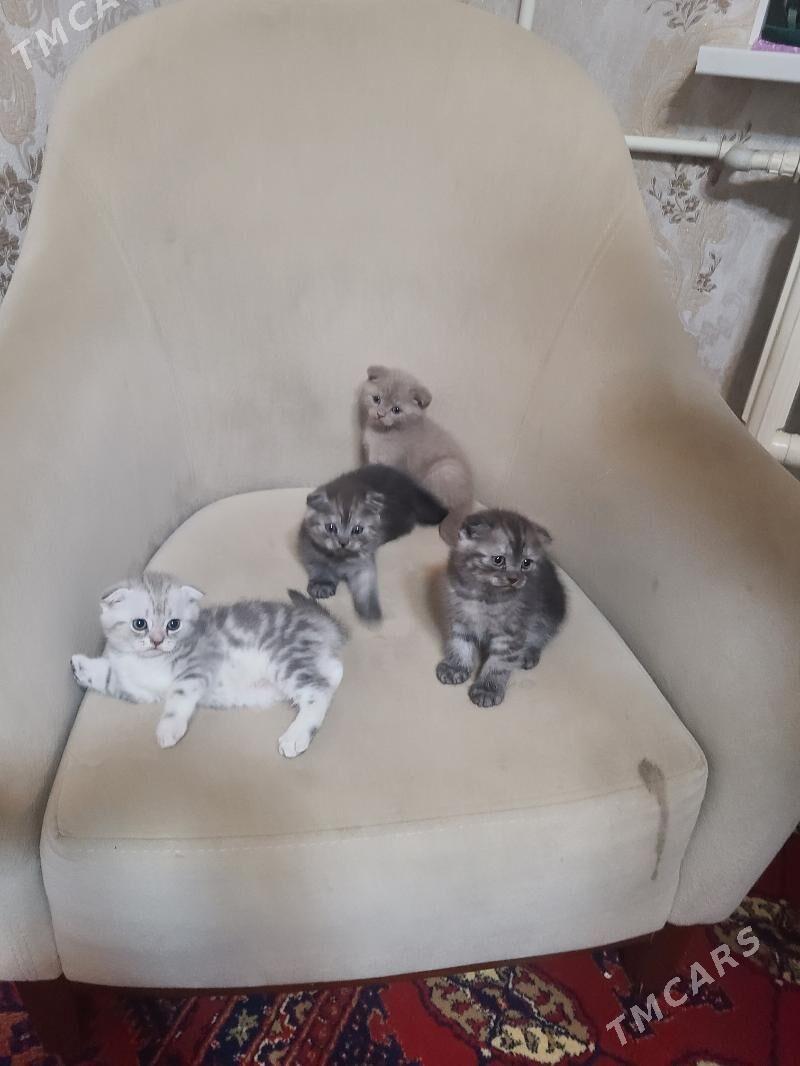 Шотландские котята - Дашогуз - img 4