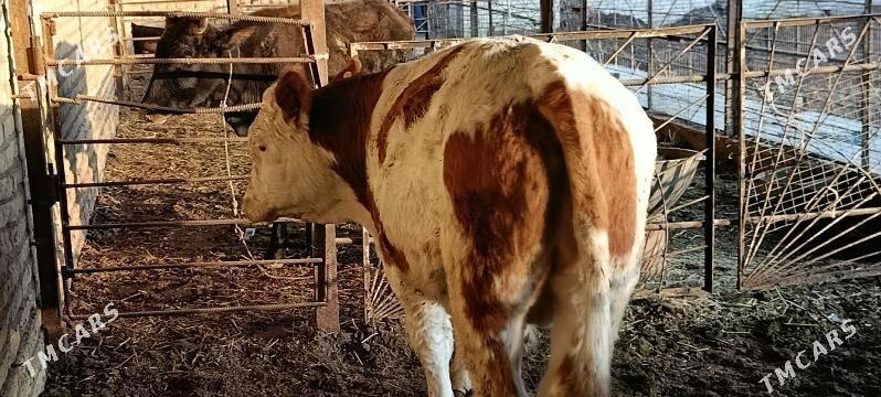 Okuzce - Halaç - img 3