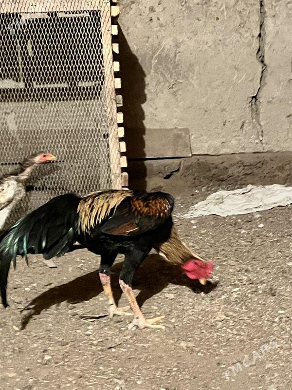 horaz - Şabat etr. - img 4