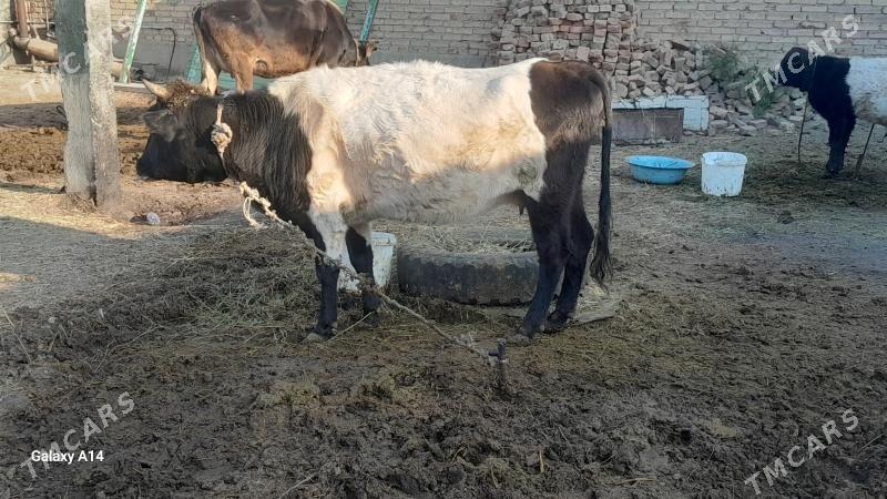 tuwe - Bäherden - img 2