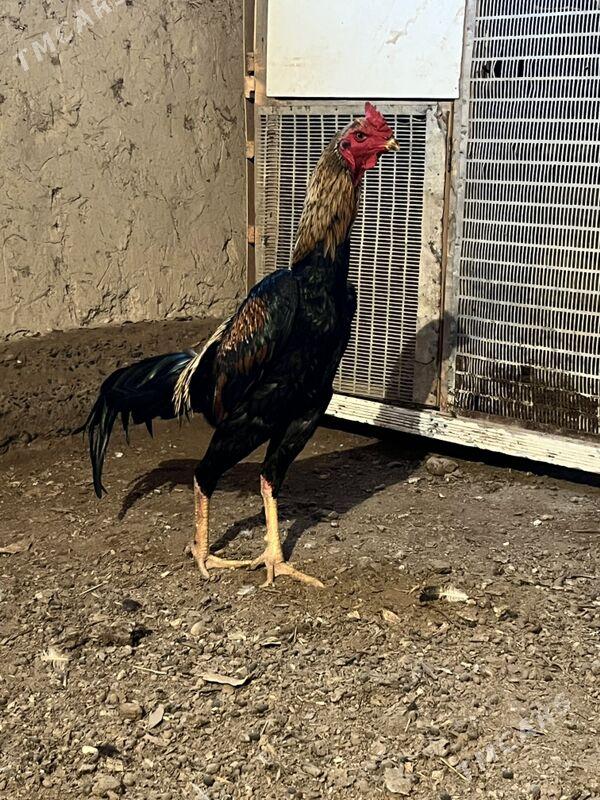 horaz - Şabat etr. - img 2