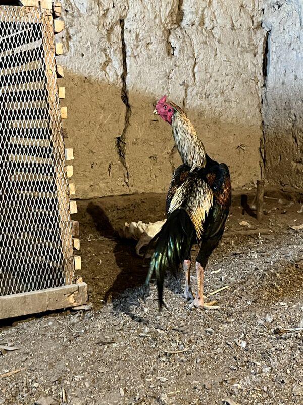 horaz - Şabat etr. - img 5